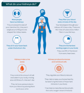 Protein Bars for Kidney Health - Protein Bars Protein Bars for Kidney Health