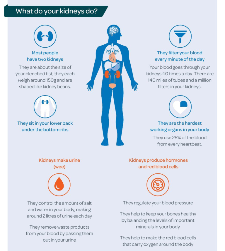Protein Bars for Kidney Health Protein Bars