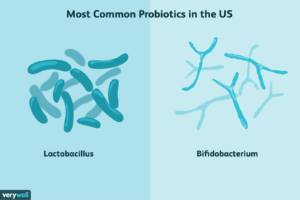 Probiotics and Prebiotics Found in Your Protein Bars