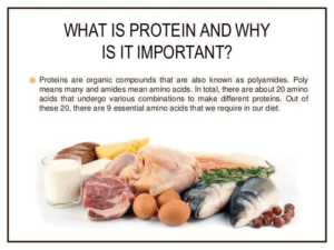 Protein Bar Basics for Bodybuilders