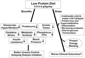 Is a Low Protein Diet Really Possible?